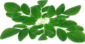ingredients-curatap-02-moringa